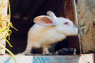 Bir grup genç tavşan kafesi içinde