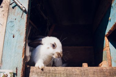 Bir grup genç tavşan kafesi içinde