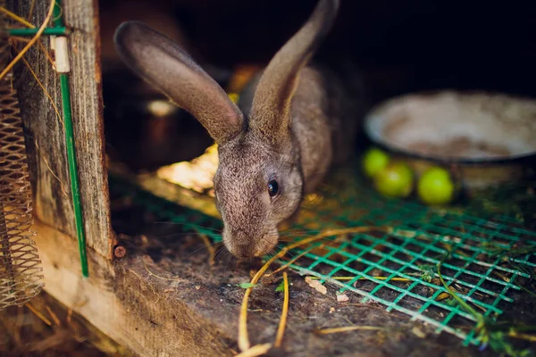 Група молодих кроликів в хатинці — стокове фото
