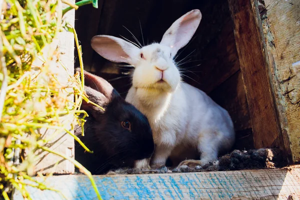 Група молодих кроликів в хатинці — стокове фото