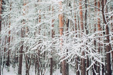 Kış ormanı güneşte ve ağaç karda.