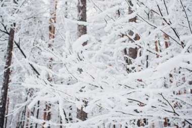 Kış ormanı güneşte ve ağaç karda.