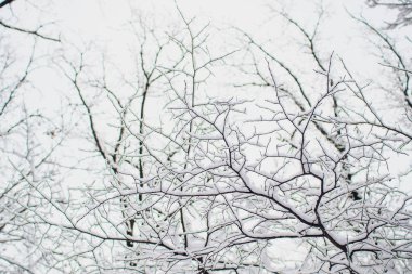 Kış ormanı güneşte ve ağaç karda.