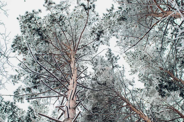 Kış ormanı güneşte ve ağaç karda.