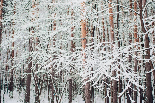 햇볕에 쬐는 겨울 숲과 눈 속의 나무. — 스톡 사진