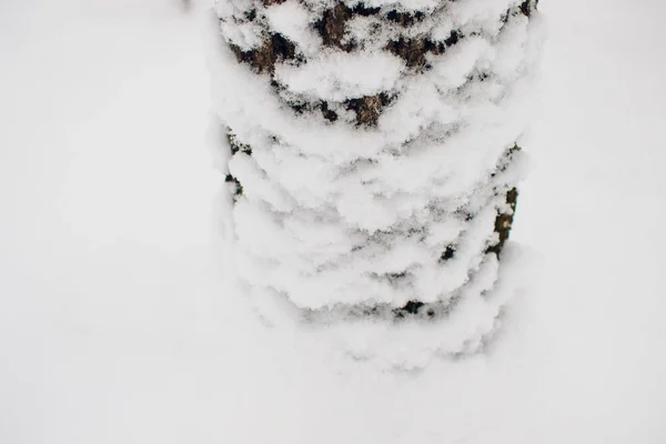 Vinterskog på sol och träd i snö. — Stockfoto