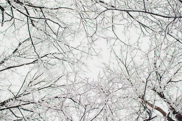 冬日的森林在阳光下，树木在雪中. — 图库照片