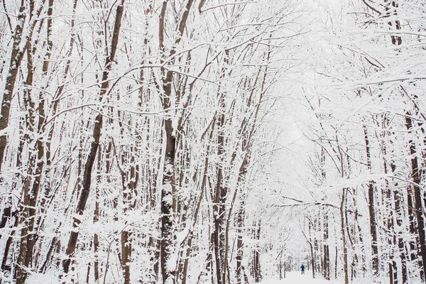 Winterbos op zon en boom in de sneeuw. — Stockfoto