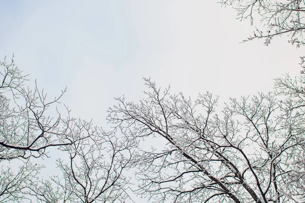 Kış ormanı güneşte ve ağaç karda.