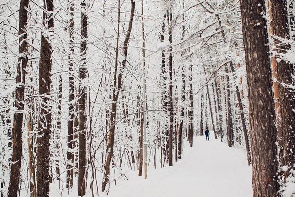 Winterbos op zon en boom in de sneeuw. — Stockfoto