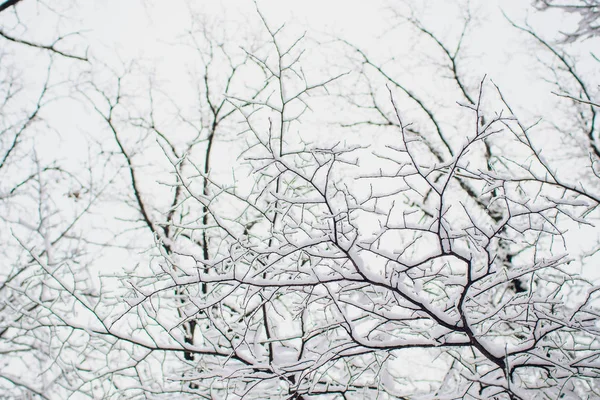 햇볕에 쬐는 겨울 숲과 눈 속의 나무. — 스톡 사진