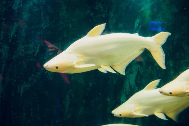 Koi, su bahçe içinde yüzme renkli koi balık, renkli Japonca sazan detayını havuzda yüzme balık.