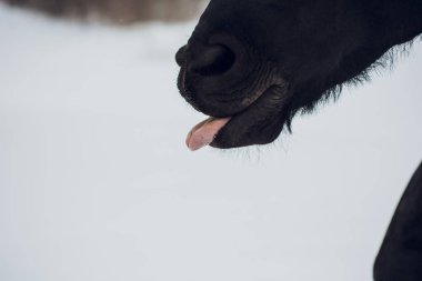 Be aygır at dilini gösterir