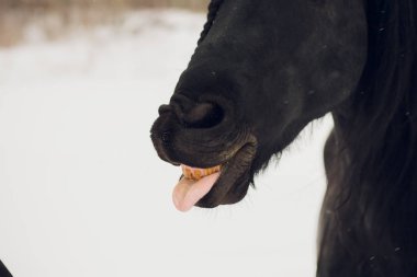 Be aygır at dilini kış gösterir