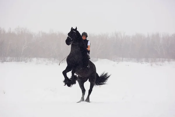 Semental frisón corriendo en campo de invierno . — Foto de Stock