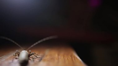 böcek gece Asya ayak müzik taşır