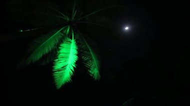 Palm meltemi, gece siyah arka plan, Asya goa.