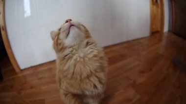 Anasayfa kedi el ile oynarken Kurilian Bobtail ana bilgisayar