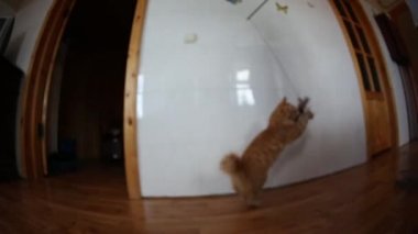 Anasayfa kedi el ile oynarken Kurilian Bobtail ana bilgisayar