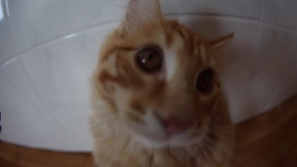 Kurilian 꼬리 자른 호스트 집 고양이 손으로 연주 — 비디오
