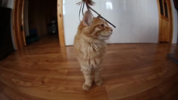 Kurilian Bobtail värd leker med katten hand hem — Stockvideo