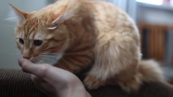 Kurilian Bobtail hosta grać ręką kota do domu — Wideo stockowe