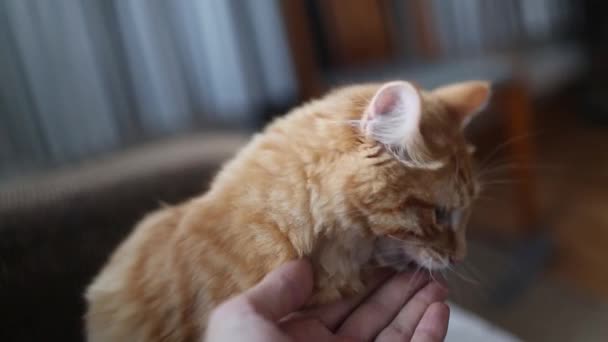Kurilian Bobtail host playing with cat hand home — Stock Video