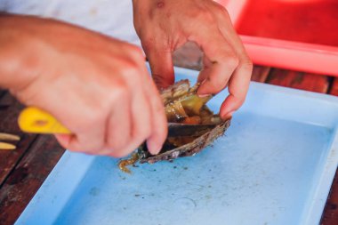 El inci holding cımbız ve ahşap arka plan üzerinde istiridye.