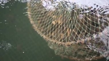 Bir pazarda deniz ürünleri. Taze balıklar ve midye