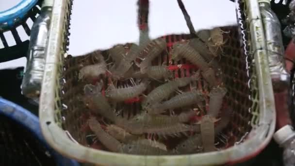 Mariscos Mercado Peces Mejillones Frescos — Vídeo de stock