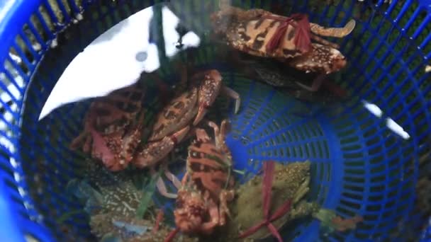 Bir pazarda deniz ürünleri. Taze balıklar ve midye — Stok video