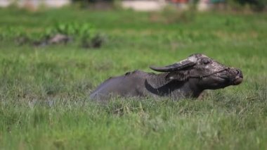 Su bir alanda otlayan bufalo sürüsü