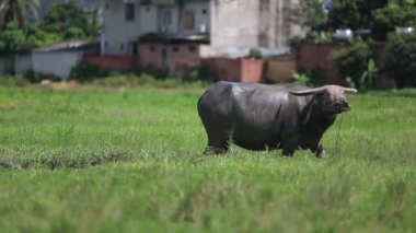 Su bir alanda otlayan bufalo sürüsü