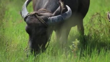 Su bir alanda otlayan bufalo sürüsü