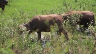 Su bir alanda otlayan bufalo sürüsü