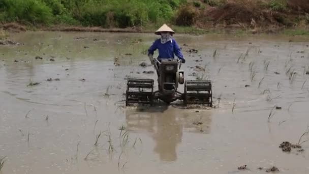 Havadan görünümü Vietnam traktör pirinç tarlaları — Stok video