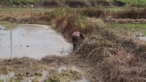 Letecký pohled na Vietnam traktor rýžových polí — Stock video