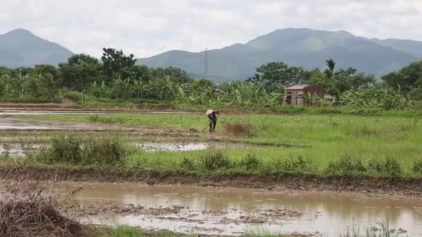 Letecký pohled na Vietnam traktor rýžových polí — Stock video