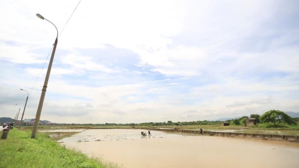Luchtfoto Vietnam trekker rijstvelden — Stockvideo