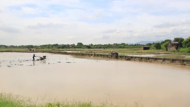 Вьетнамские тракторные рисовые поля — стоковое видео