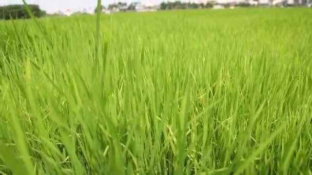 Olas de Campo de Trigo Movidas por Verano Viento Pan Naturaleza Fondo HD — Vídeo de stock