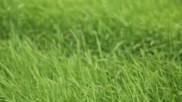 Пшеничные поля волн перемещается Летний ветер Пан Природа Фон HD — стоковое видео
