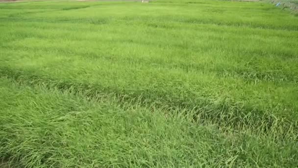 Olas Campo Trigo Movidas Por Verano Viento Pan Naturaleza Fondo — Vídeos de Stock