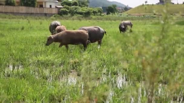 Troupeau de buffles d'eau broutant dans un champ — Video