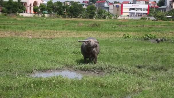 Su bir alanda otlayan bufalo sürüsü — Stok video