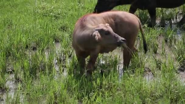Manada de búfalos de agua pastando en un campo — Vídeo de stock