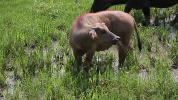 Troupeau de buffles d'eau broutant dans un champ — Video