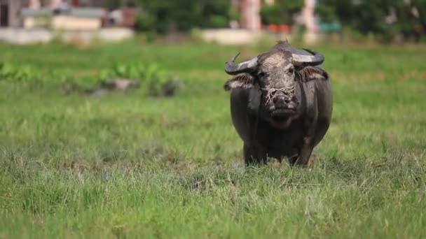 Besättning med vattenbufflar som betar i ett fält — Stockvideo