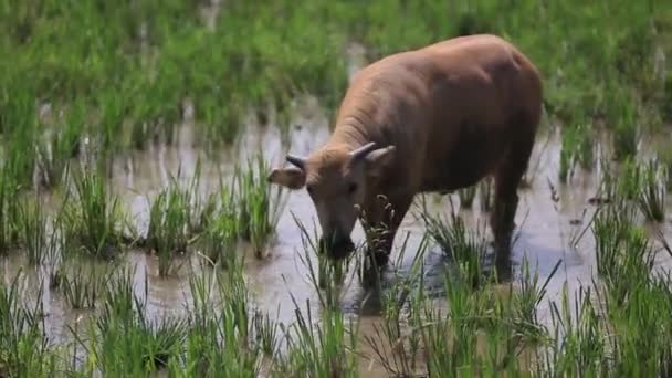 Manada de búfalos de agua pastando en un campo — Vídeo de stock