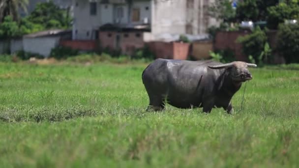 Стадо водяних буйволів, що пасуться в полі — стокове відео
